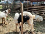 BENARKAH YANG BELUM AQIQAH TIDAK BOLEH BERKURBAN?