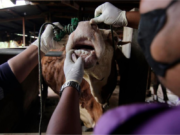 BERKURBAN DENGAN HEWAN YANG BERPENYAKIT MULUT DAN KUKU