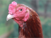 BOLEHKAH BERKURBAN DENGAN MENYEMBELIH AYAM?