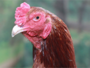 BOLEHKAH BERKURBAN DENGAN MENYEMBELIH AYAM?