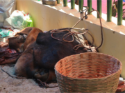 BOLEHKAH MEMBERIKAN KEPALA ATAU KULIT KAMBING KEPADA JAGAL SEBAGAI UPAH?