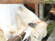 HUKUM BERKURBAN DENGAN SAPI YANG DIPOTONG TANDUKNYA