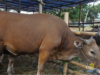 HUKUM IURAN KURANG DARI TUJUH ORANG UNTUK BERQURBAN SEEKOR SAPI