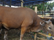 HUKUM IURAN KURANG DARI TUJUH ORANG UNTUK BERQURBAN SEEKOR SAPI