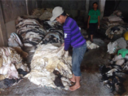 HUKUM MENUKARKAN KULIT KURBAN DENGAN DAGING