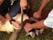 SEMBELIHAN AHMADIYAH HARAM DIMAKAN