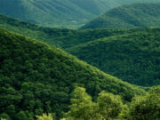 PENGELOLAAN HUTAN BERDASARKAN SYARIAH