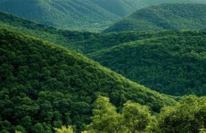 PENGELOLAAN HUTAN BERDASARKAN SYARIAH