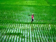 MASALAH LAHAN PERTANIAN DI INDONESIA DAN HUKUM-HUKUM SYARIAH SEPUTAR LAHAN PERTANIAN