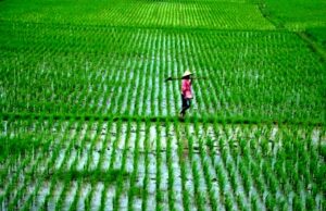 MASALAH LAHAN PERTANIAN DI INDONESIA DAN HUKUM-HUKUM SYARIAH SEPUTAR LAHAN PERTANIAN