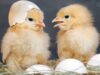 HUKUM MEMISAHKAN ANAK AYAM DAN INDUKNYA