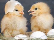 HUKUM MEMISAHKAN ANAK AYAM DAN INDUKNYA