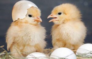 HUKUM MEMISAHKAN ANAK AYAM DAN INDUKNYA