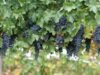 HUKUM BEKERJA DI PERKEBUNAN ANGGUR YANG AKAN MENGOLAH ANGGUR ITU MENJADI WINE (MINUMAN KERAS)