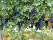 HUKUM BEKERJA DI PERKEBUNAN ANGGUR YANG AKAN MENGOLAH ANGGUR ITU MENJADI WINE (MINUMAN KERAS)