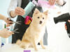 USAHA SALON ANJING