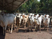 HUKUM PATUNGAN KURBAN SAPI KURANG DARI TUJUH ORANG