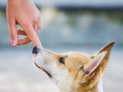 PERBEDAAN ULAMA MADZHAB TERKAIT KENAJISAN ANJING