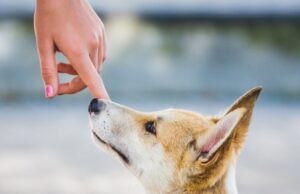 PERBEDAAN ULAMA MADZHAB TERKAIT KENAJISAN ANJING