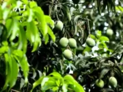 HUKUM MENJUALBELIKAN BUAH-BUAHAN YANG MASIH ADA DI POHON