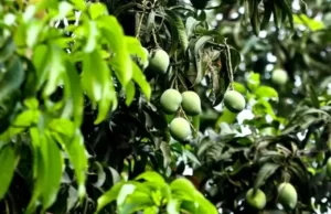 HUKUM MENJUALBELIKAN BUAH-BUAHAN YANG MASIH ADA DI POHON