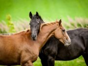 HUKUM MENGAWINKAN KUDA DENGAN UPAH