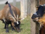 JUAL BELI DOMBA BUNTING, BOLEHKAH?