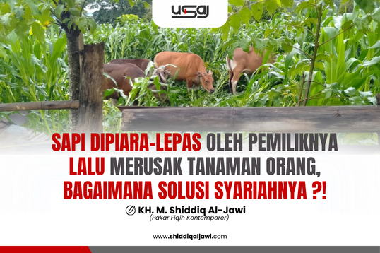 sapi merusak pekarangan aljawi