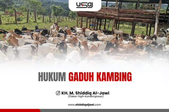 HUKUM GADUH KAMBING
