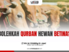 BOLEHKAH QURBAN HEWAN BETINA?